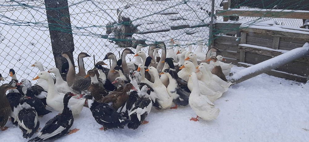 Kaczki i gęsi z własnej hodowli