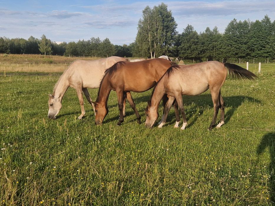 Roczna klacz, czysta krew arabska