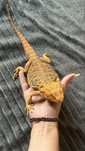 Agama brodata orange terrarium