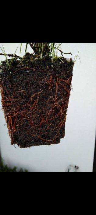 Tuja szmaragd 30-45cm i 60-75cm