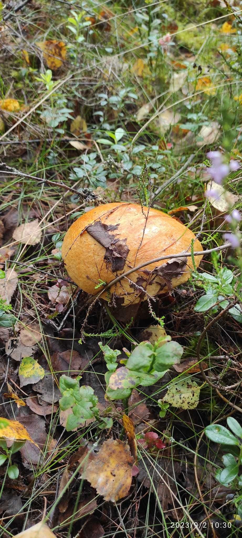 Grzyby suszone zbiór 2023 czerwone kożlarze i zwykłe