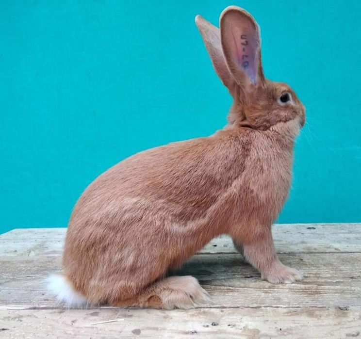 Кролики породи бургундія.