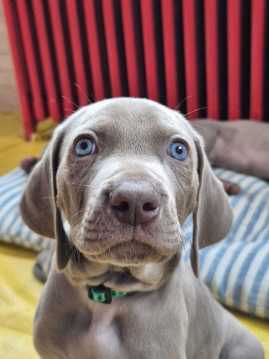 Szczenię wyżeł weimarski Cotar Canis Wrocław ZKwP FCI