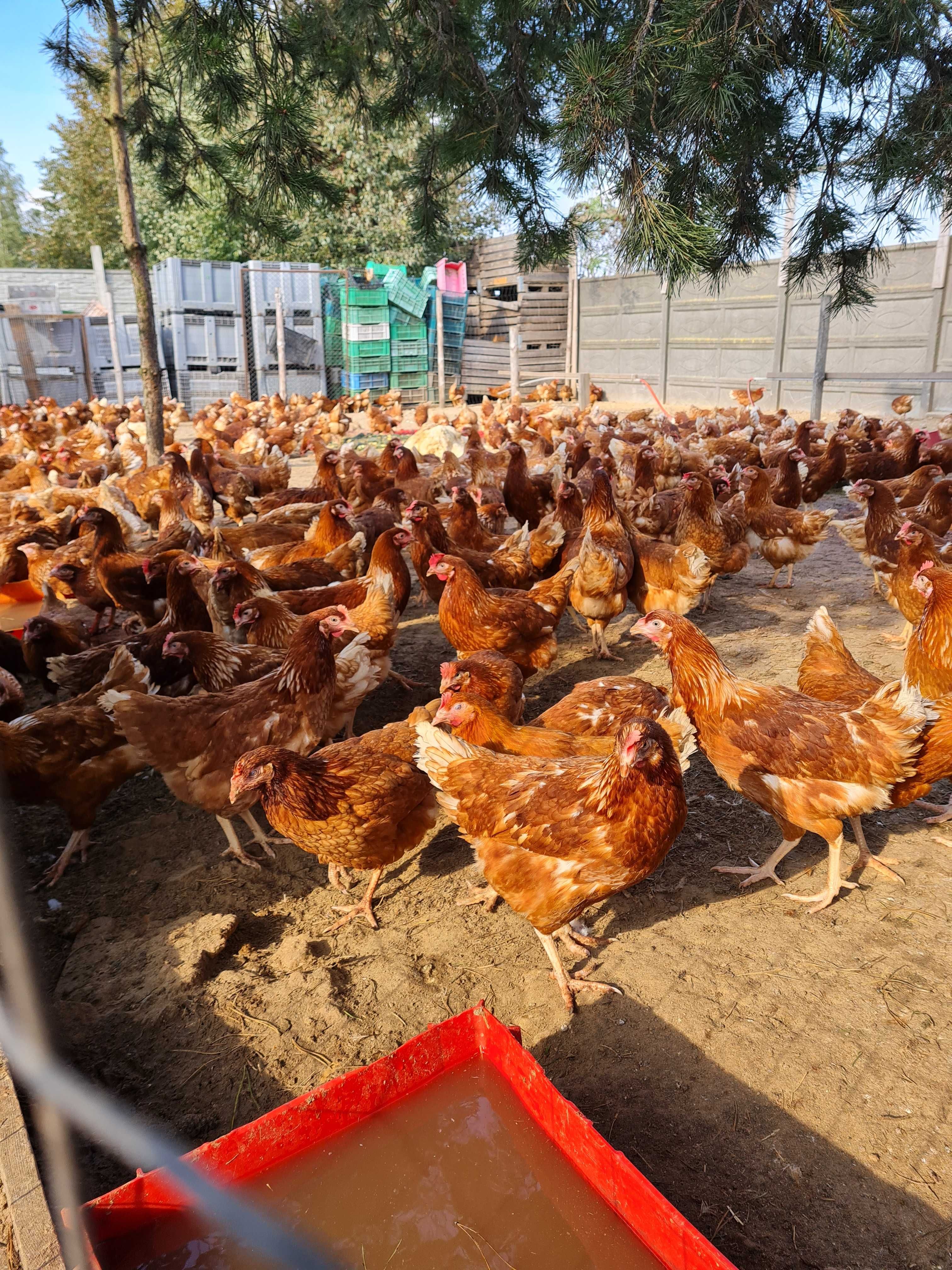 KURY NIOSKI KURKI MŁODE z jajkami 25 tyg. ROSA LEGHORN z dowozem