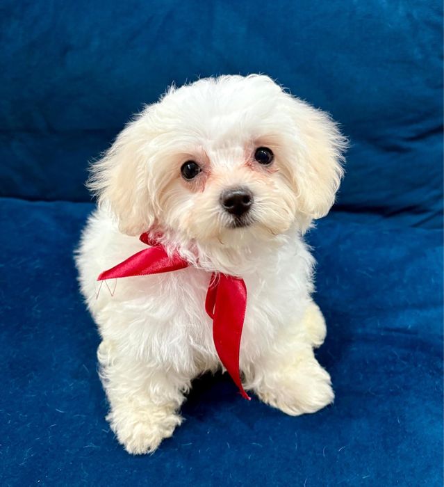 Agrafka - dziewczynka biala perla slodziak