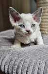 Devon Rex**Niebieskooka Koteczka**Do Rezerwacji