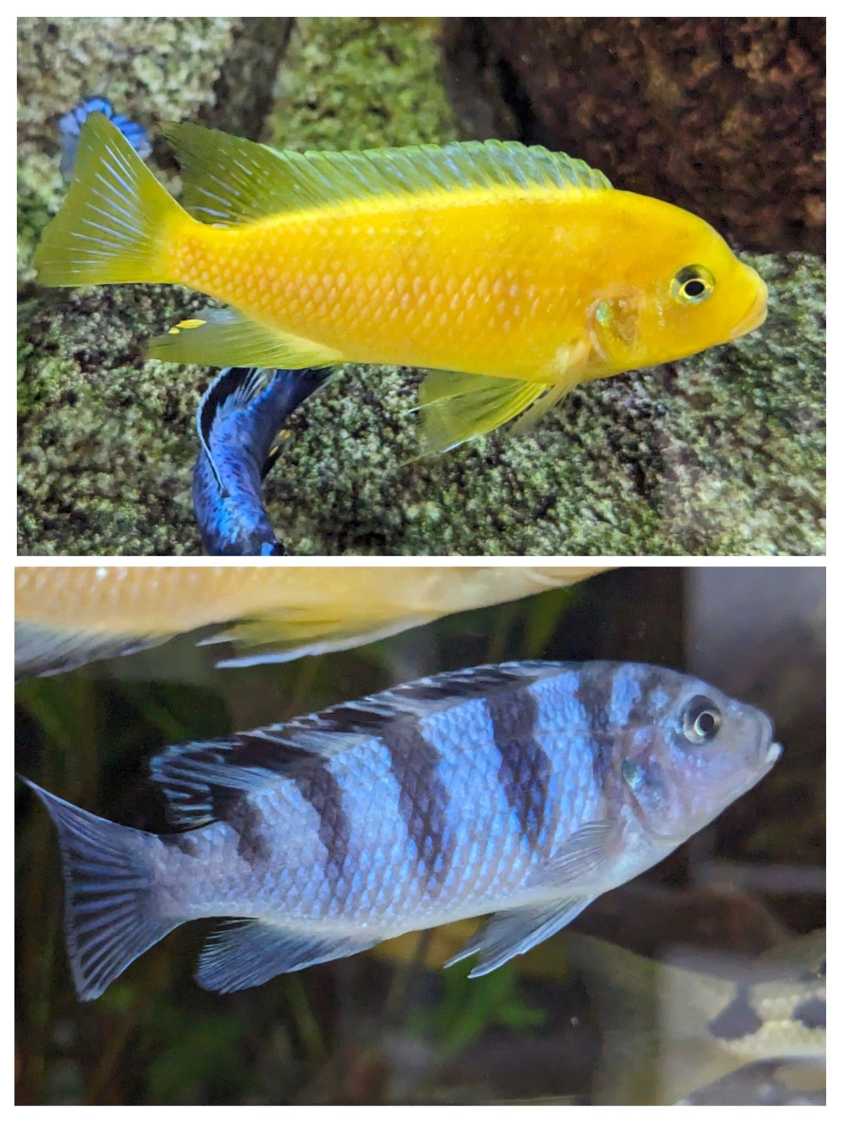 Metriaclima Lombardoi 3-4cm