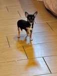 Chihuahua Suczka