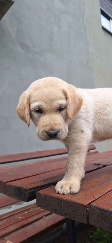 Piesek biszkoptowy labrador retriever