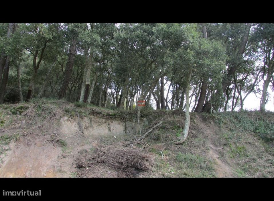 Terreno com Pinhal