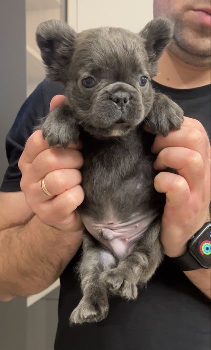 Флаффи хлопчик Француз бульдог