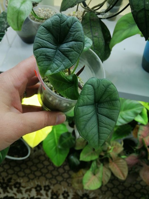 Алоказия набор бисма платинум, хетерофилла сильвер блю, фрайдек