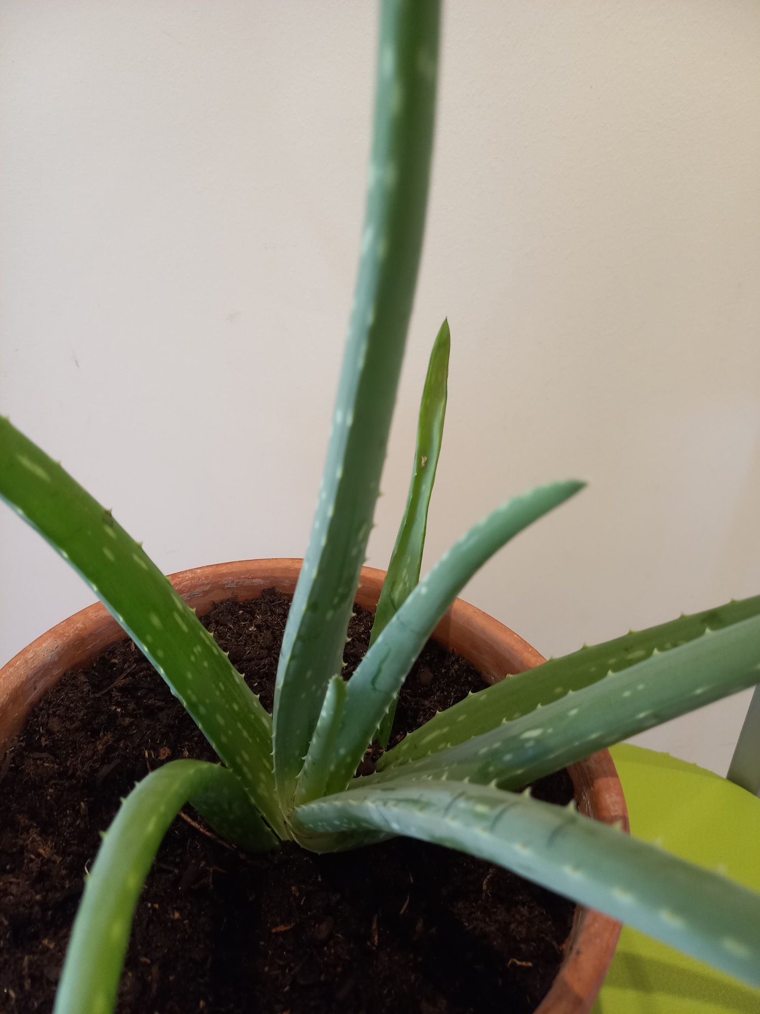 Vaso médio aloe vera