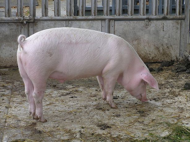 Продам свині живком 85грн ЕКО продукт