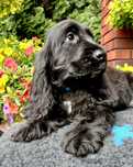 Cocker spaniel angielski - chłopczyk