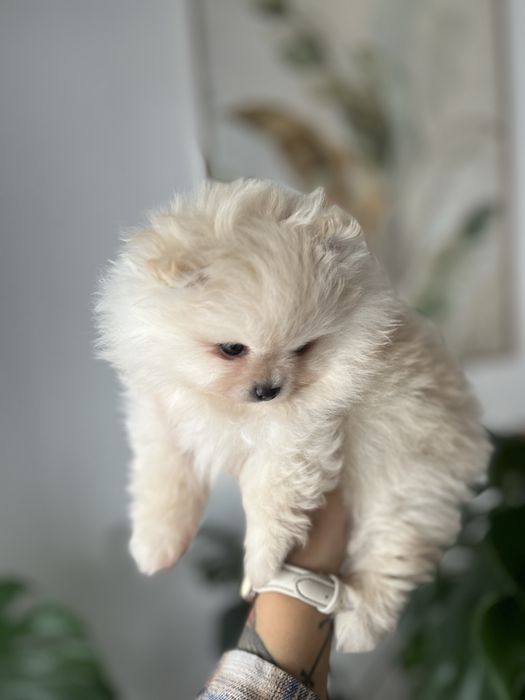 Szpic miniaturowy, pomeranian suczka do odbioru od 20.11