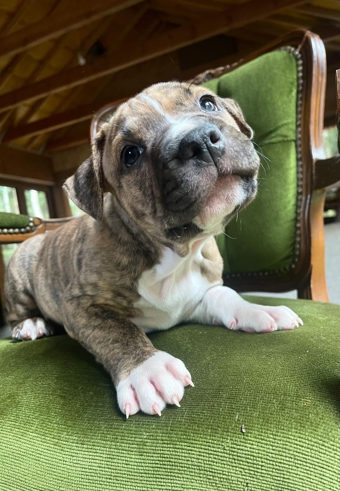 Piekny pregowany amstaff