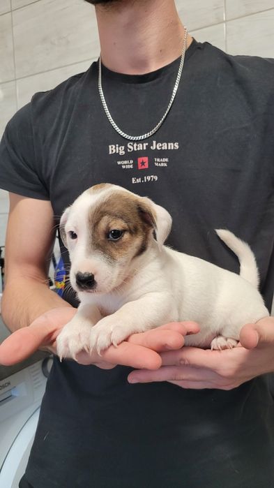 Jack Russell Terrier Piesek Suczka