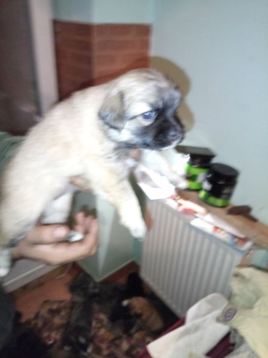 Роздаю унікальних щенят