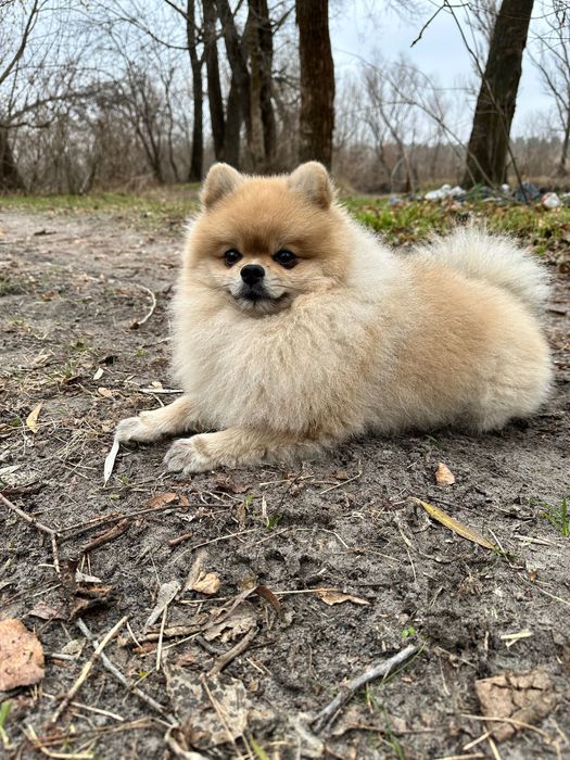 Вʼязка Померанський шпіц