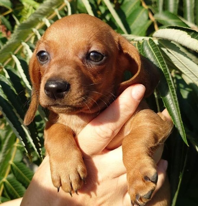 Jamnik krótkowłosy standard suczka