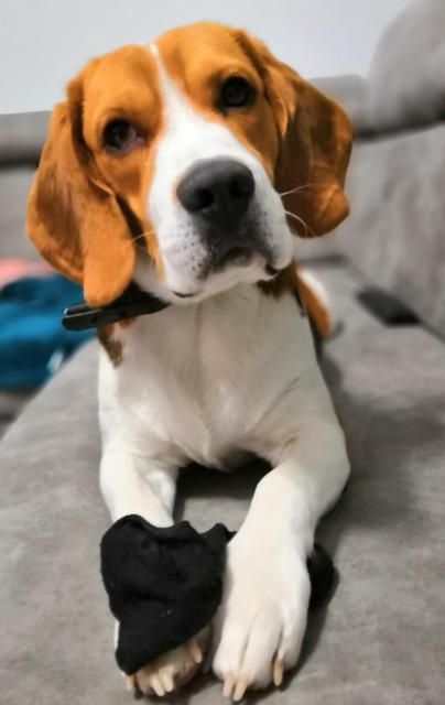 Piękny pies beagle