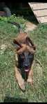 Owczarek Belgijski Malinois Piesek FCI
