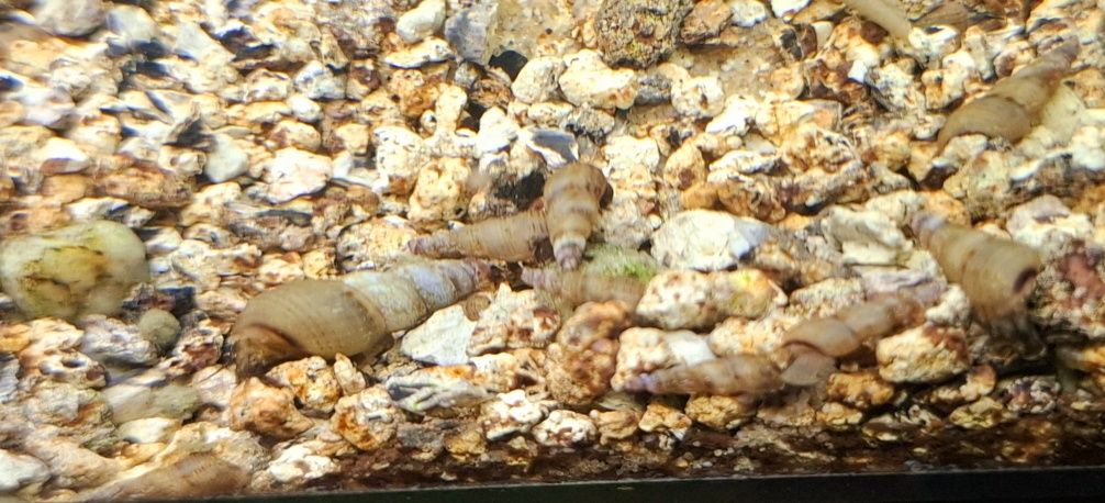Neocaridina wild e caracóis