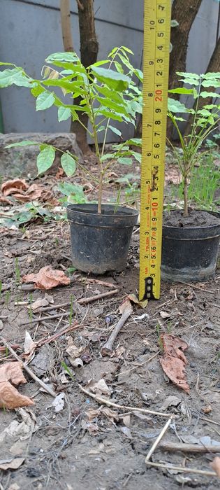 Глициния в горшках