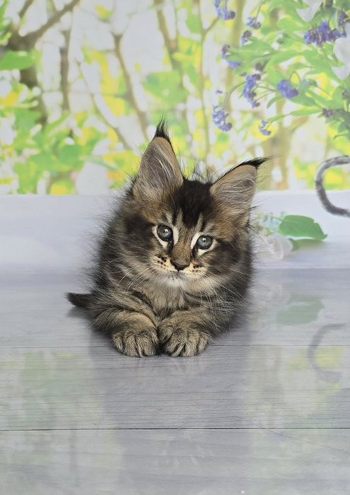 Бегемот и Арабеска