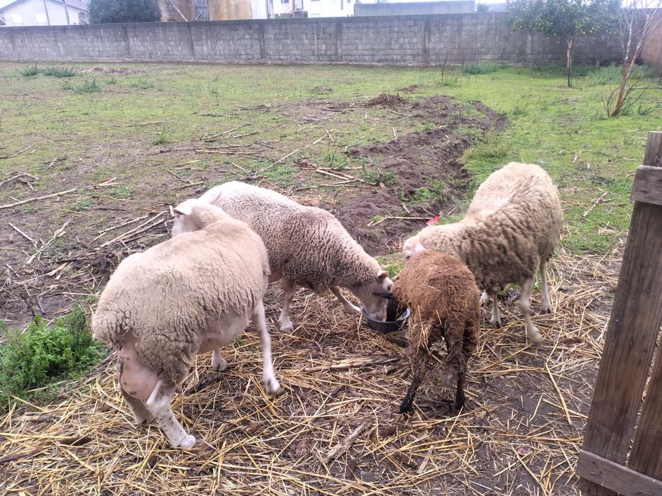 3 ovelhas pranhas e 1borrego