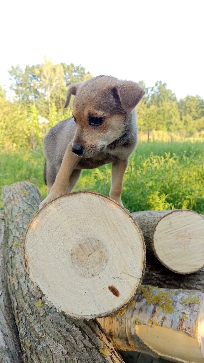 Віддам щеня дівчинка