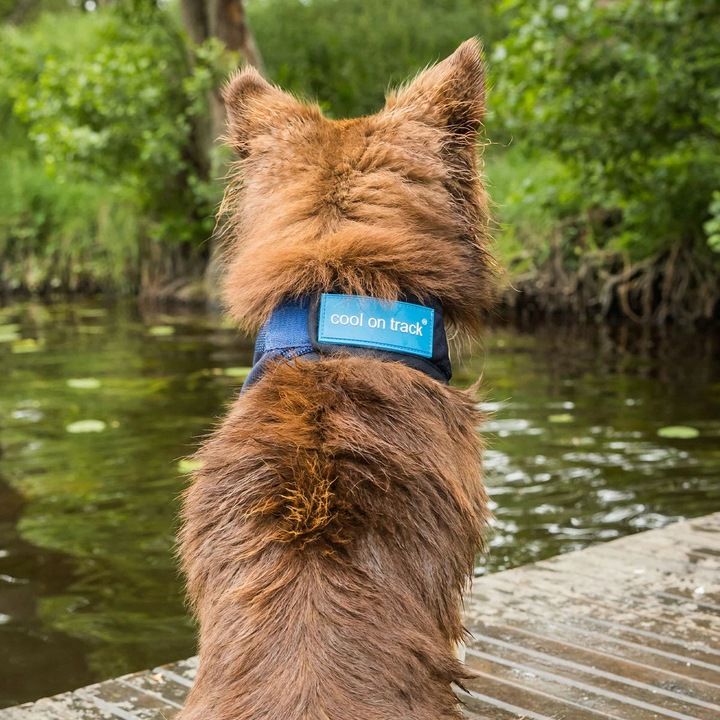 Back On Track Chustka Chłodząca Dla Psa Cooling Bandana Xl