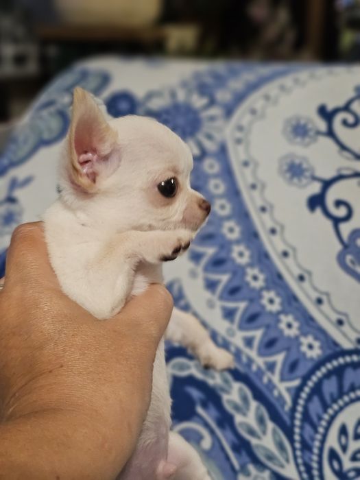 Chihuahua fci,  bialy krótkowłosy piesek Bubu