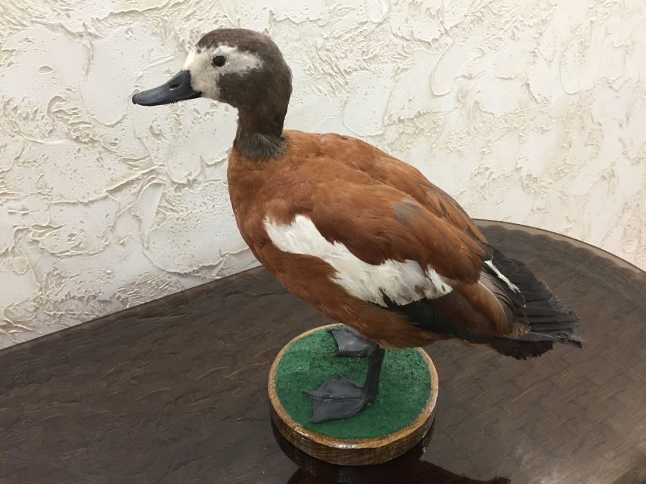 Чучело огаря сероголового,  продам.