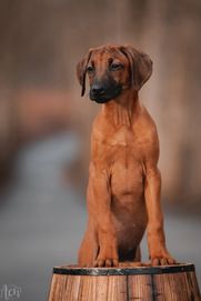 Rhodesian Ridgeback suczka