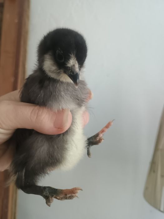 Цыплята амераукана, лакеданзи