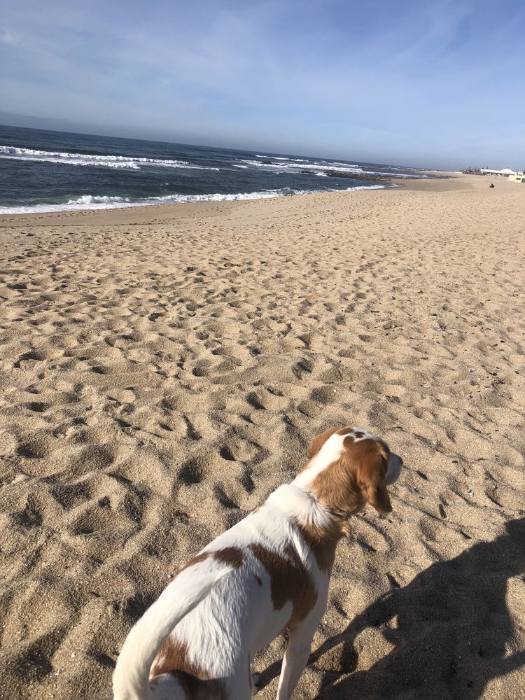 Pet sitter | dog walker | cuidadora de animais | passeio cães