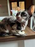 Koteczka Devon rex szylkretka