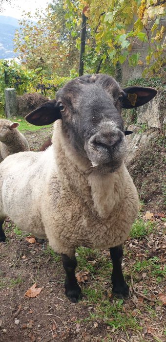 Sulfok 4 anos  muito meigo