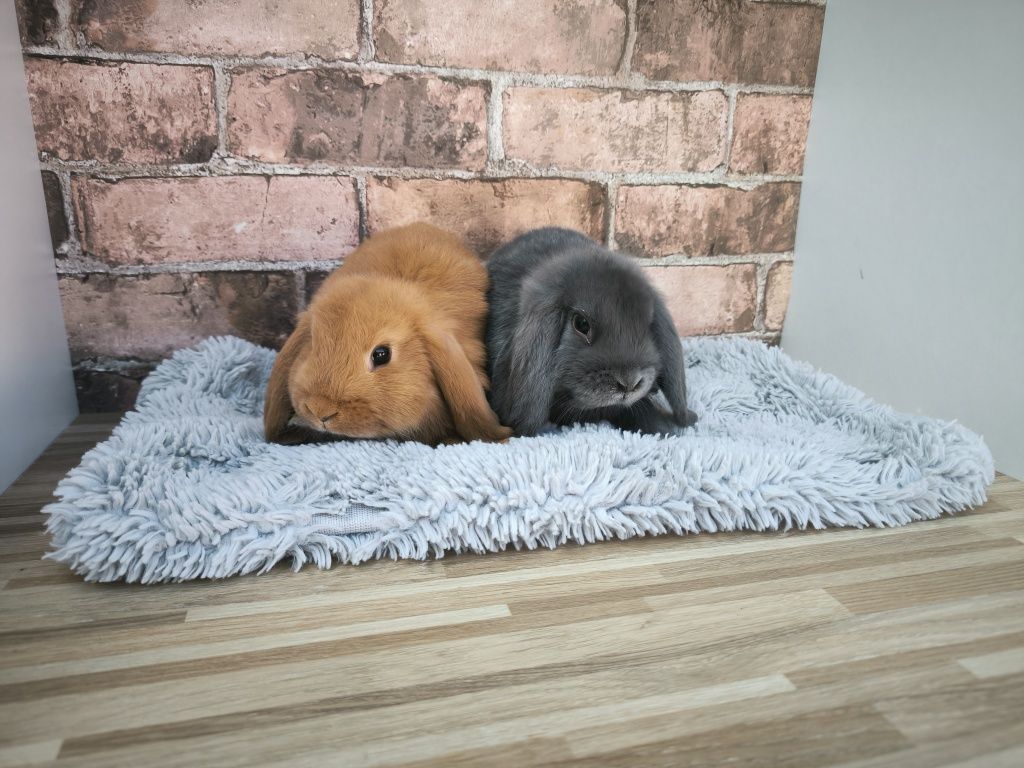 Króliczki rasy Karzełek Baran Czerwony mini króliki