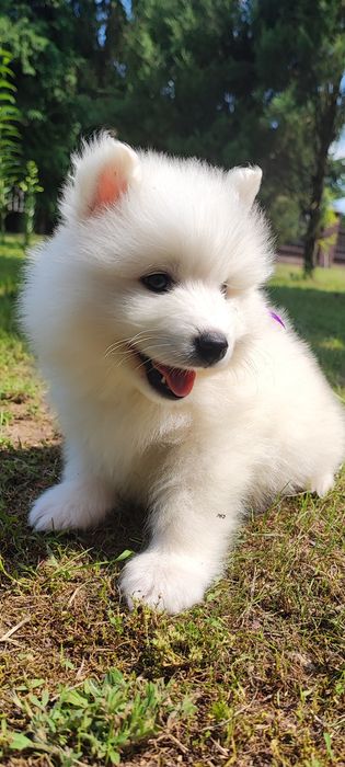 Samoyed wyjątkowa suczka
