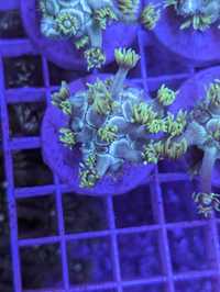 Bicolor Goniopora frag koralowiec