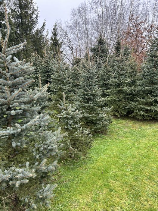 Choinki srebrne do wykopania i ścięcia