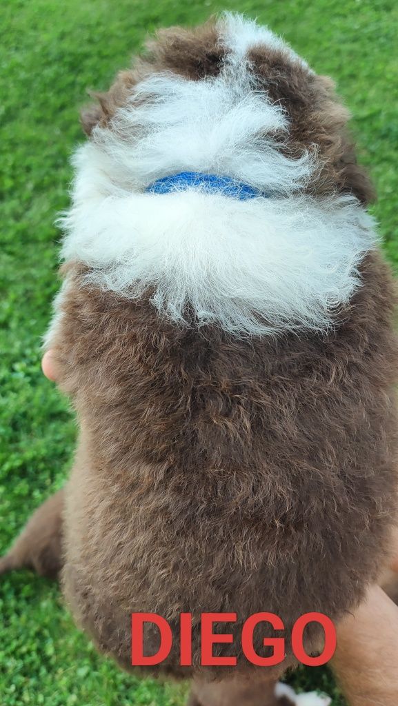 Border collie szczenię
