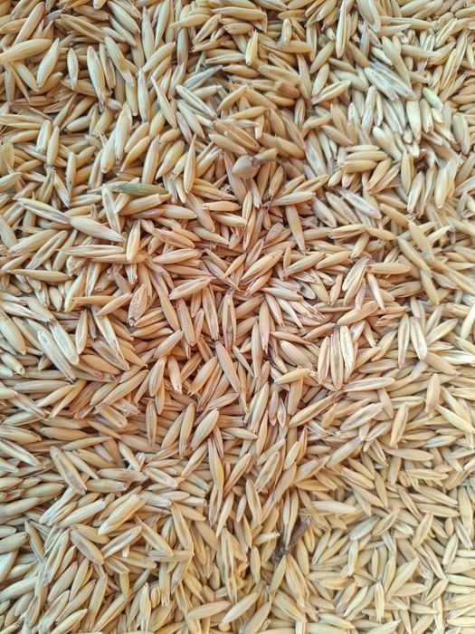 Продам овес просо красное горох рапс семена льна горчицы конопл