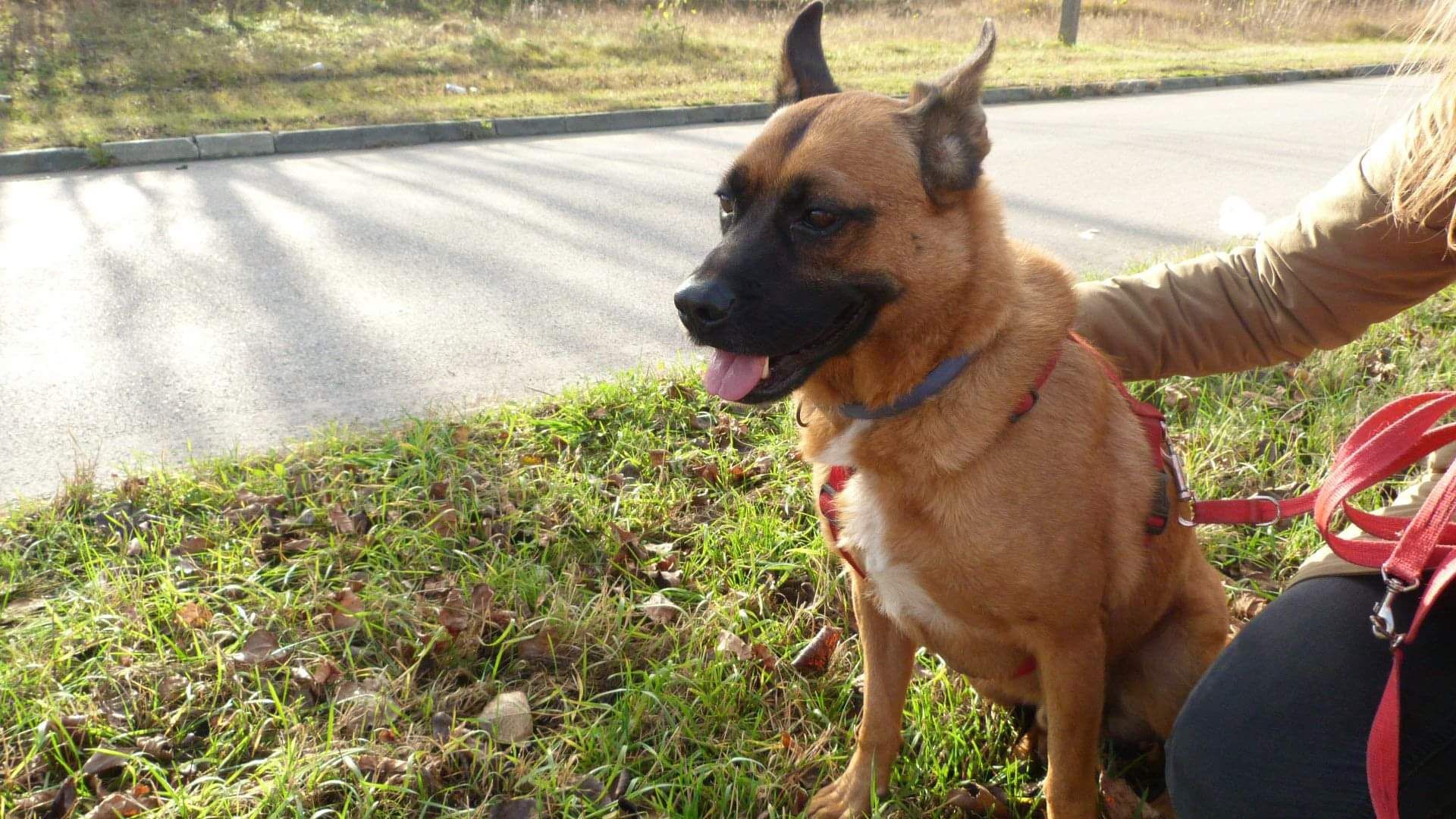 Młody Borys w typie  owczarka belgijskiego do adopcji