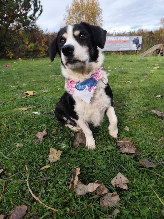 Malutka kochana Neska szuka domu