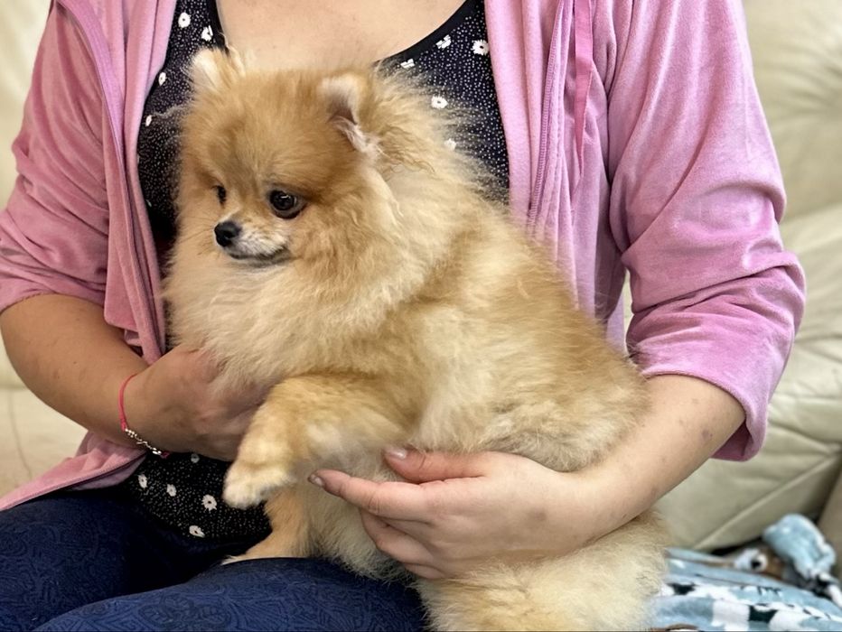 Suczka Szpic mianiaturowy pomeranian ZKwP FCI