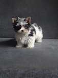York Yorkshire terrier biewer tricolor piesek